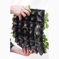 Саджанці ожини у мультиплатах