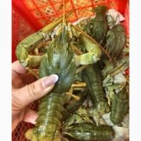 Продам раки