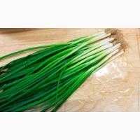 Продам лук зеленый