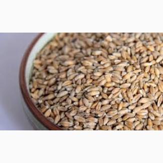 Куплю тритикале