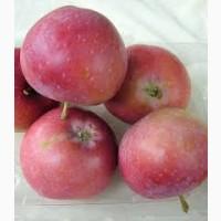 Яблоня Княжна