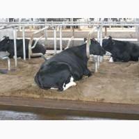 Пробиотики для животных опт и розница, Ферментационная подстилка