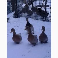 Продам інкубаційні яйця качок породи Саксонець