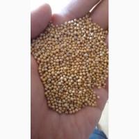 Продам гірчицю білу