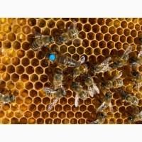 Продам пчелопакеты