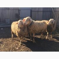 Німецький Меріноландшаф барани