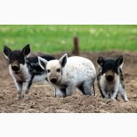 Продам Поросят Венгерської Мангалиці