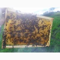 Бджолопакети карпатських бджіл2025