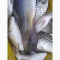 Продам коропа