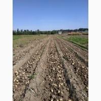 Продам товарну картоплю власного виробництва