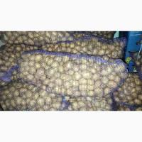 Продам посадочный картофель, сорт Галла в наличии 2тоны