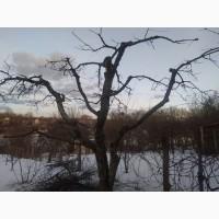 Обрізка саду.Послуги садівника, обприскування, озеленення, догляд