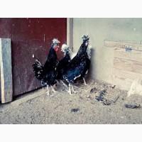 Продається яйце інкубаційне, курчата. Чистопородний Гудан. Птах великий