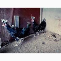 Продається яйце інкубаційне, курчата. Чистопородний Гудан. Птах великий