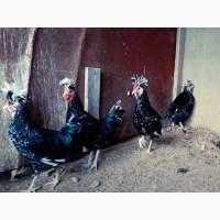 Продається яйце інкубаційне, курчата. Чистопородний Гудан. Птах великий