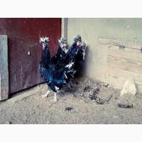 Продається яйце інкубаційне, курчата. Чистопородний Гудан. Птах великий