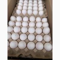 Продам яйцо куриное столовое оптом