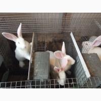 Продам кролики білий панон