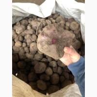 Продам столовий буряк на корм худобі