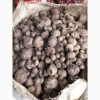 Продам столовий буряк на корм худобі