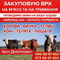 Закуповуємо ВРХ Корови Крні Бички Телиці Телята На М#039;ясо На Тримання