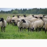 Продажа бизнеса ферма овцы