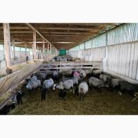 Продажа бизнеса ферма овцы