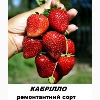 Продам саджанці ремонтантної полуниці Кабрілло