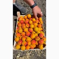 Продам абрикос