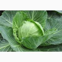 Продаємо капусту