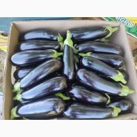 Продам оптом баклажан Казимир