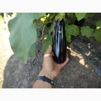 Продам оптом баклажан Казимир