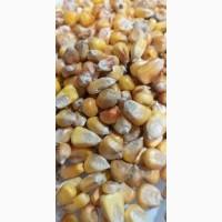 Продаю кукурудзу