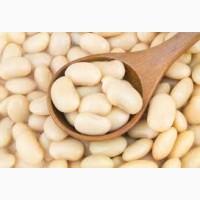 Закуповуємо квасолю на переробку, оптом