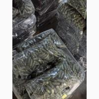 Огірки, cucumbers, castraveti