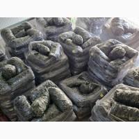 Огірки, cucumbers, castraveti