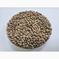 Продам насіння сочевиці червоної