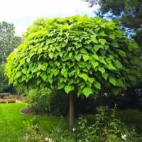 Саджанці катальпи на штамбі Нана - 2-річний