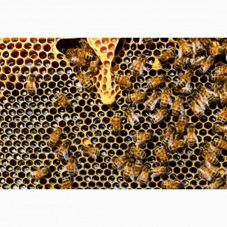 Продам бджолині сім`ї, Київська обл