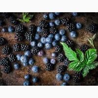 Миколаїв | Ягідні обсяги на сезон 2025 | Без посередників | Тільки гурт