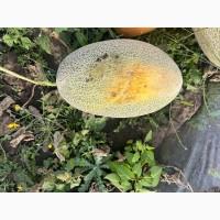 Продам диню на переробку