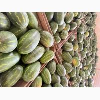 Кавун оптом з поля