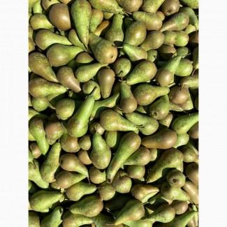 Продаємо свіжу грушу сорту «Конференція»