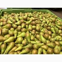 Продаємо свіжу грушу сорту «Конференція»