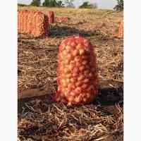 Продам лук на перо 3-8 зачатков