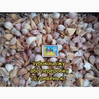Посадковий часник Гулівер та Любаша