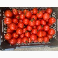 Продам помідор сорт Асвон