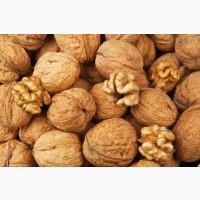 Куплю неочищені горіхи волоські - грецькі