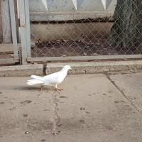 Голуби бакинські голоногі