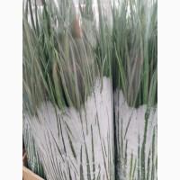 Продам зелень укроп Петрушка Лук зелёный